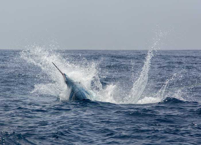 fishing trip cape verde